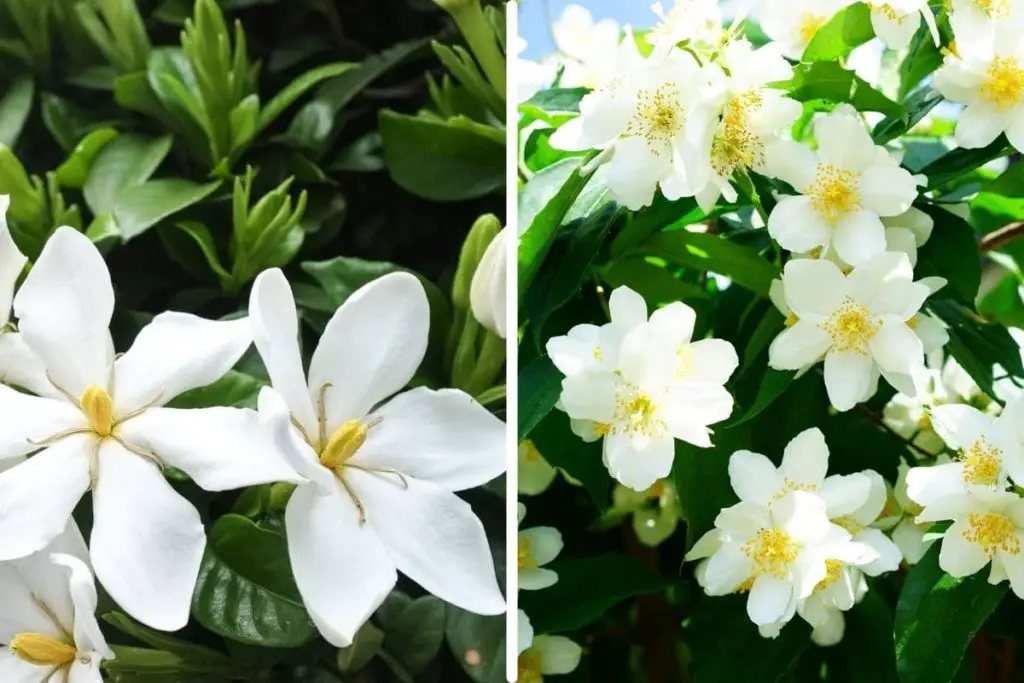 gardenia flowers next to jasmine flowers