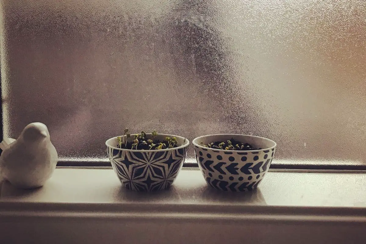 2 small bowls with sprouts growing on a window sill