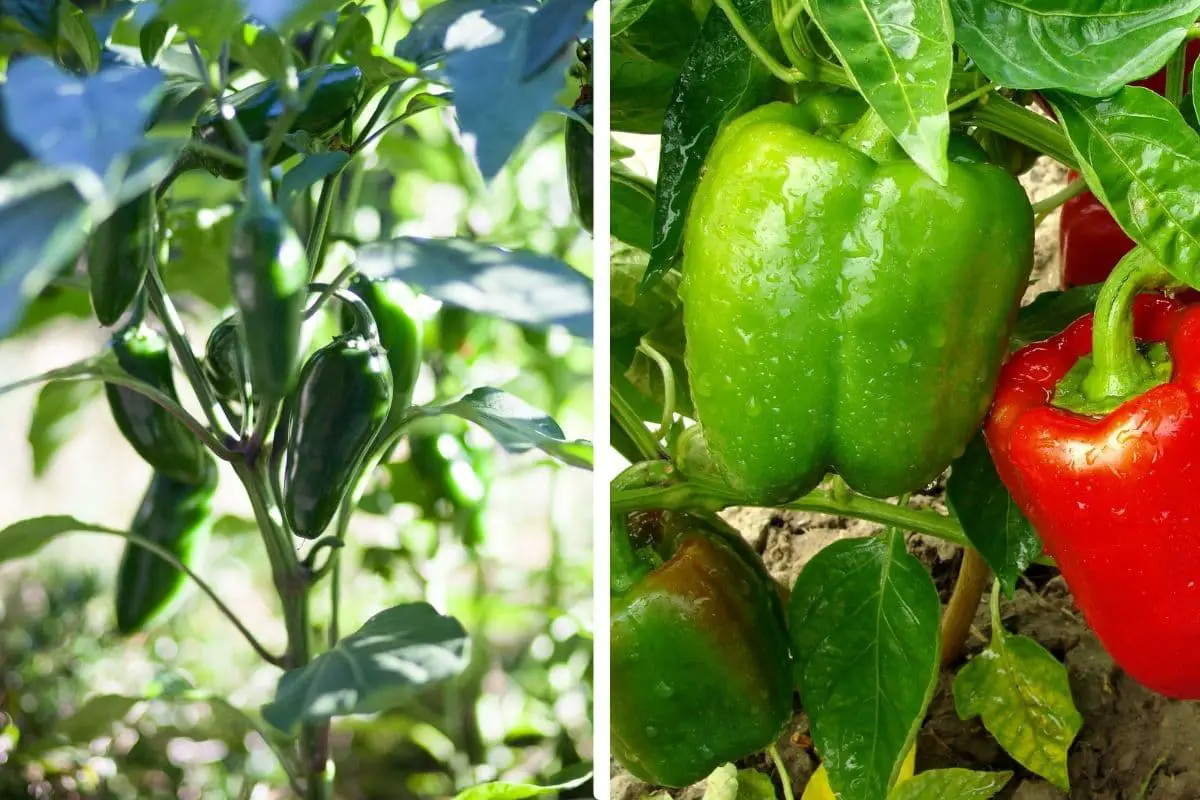 jalapenos growing in the garden and a red and green bell pepper growing on the right