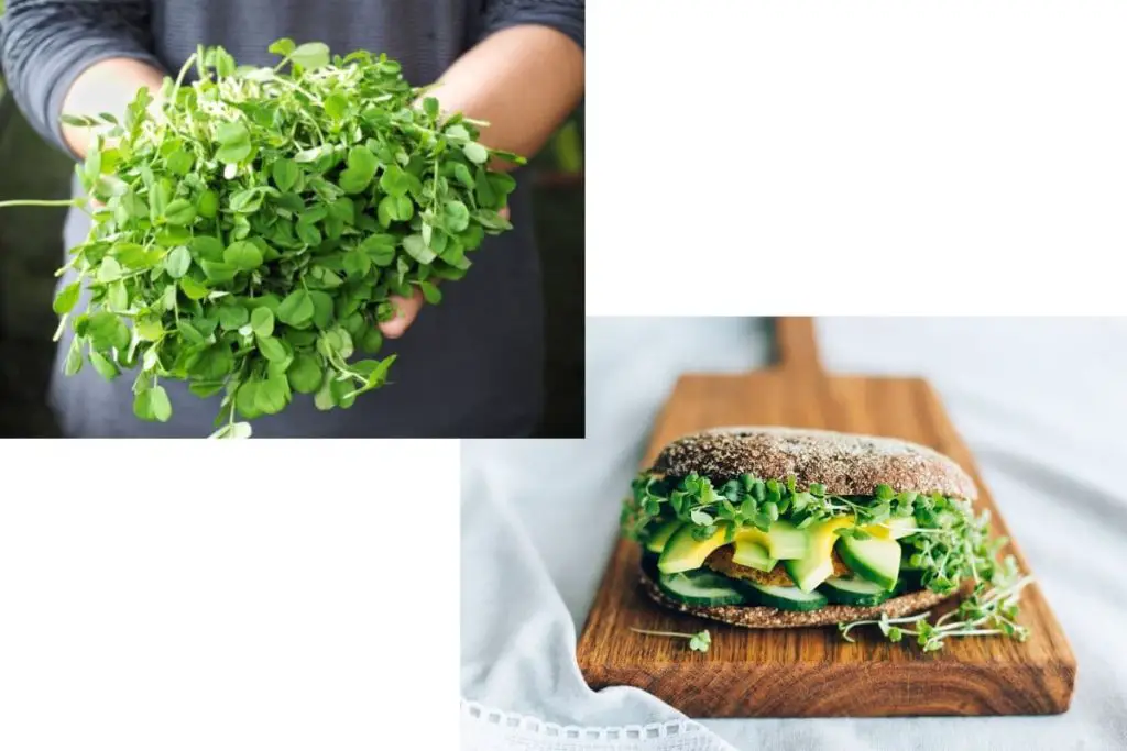 microgreens in a bunch and then on an avocado sandwich