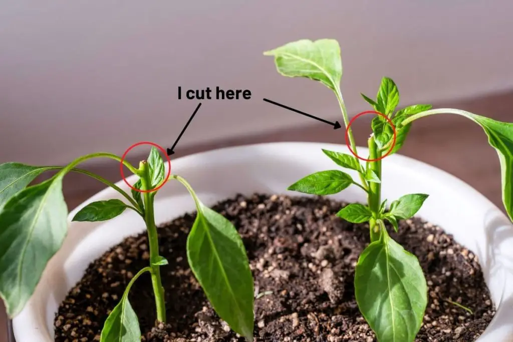 2 pepper plant seedlings pruned