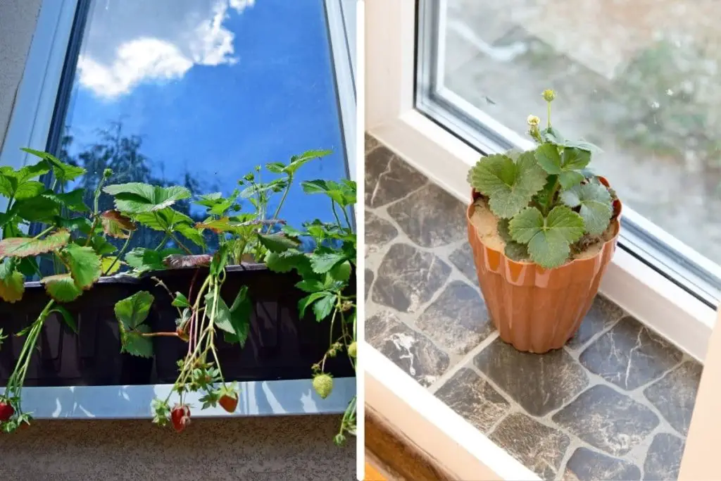 the left side has strawberries growing in a window box outside of a window. The right side is a small strawberry plant in a round pot on a windowsill