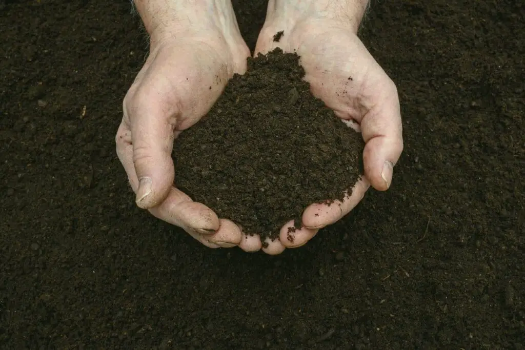 hands working in rich soil with a lot of compost