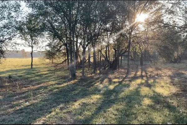 Image of  our 5 acres with the morning sun filtered through some trees
