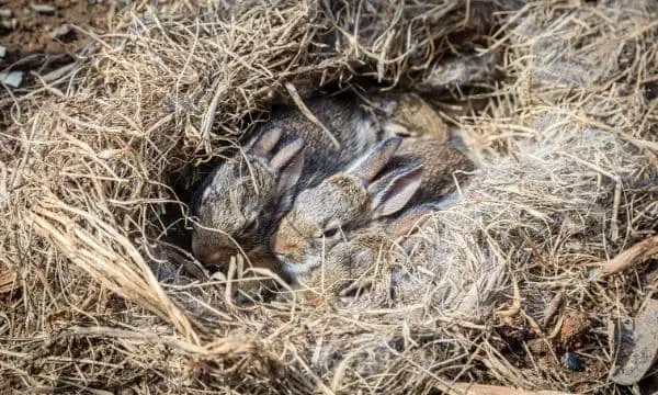 4 and likely more rabbits squished into a small hole in the ground surrounded by a nest of their fur and hay-like grass