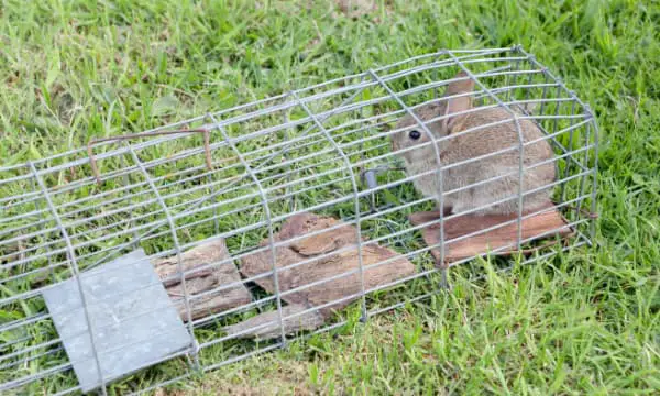 Rabbit huddled in a corner in a wire mesh trap placed on grass