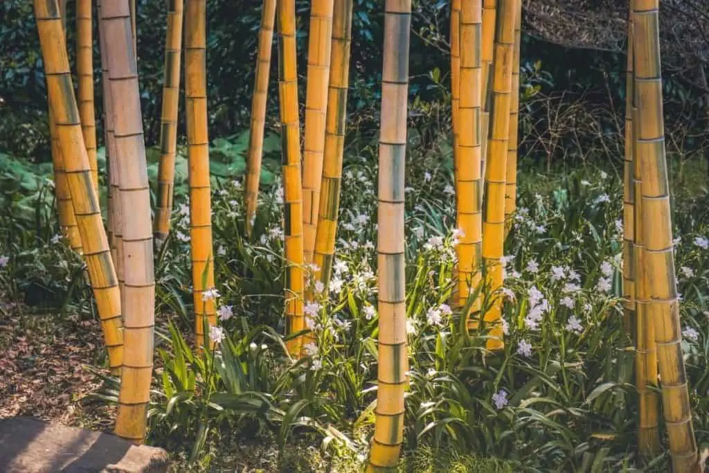 bamboo growing wild