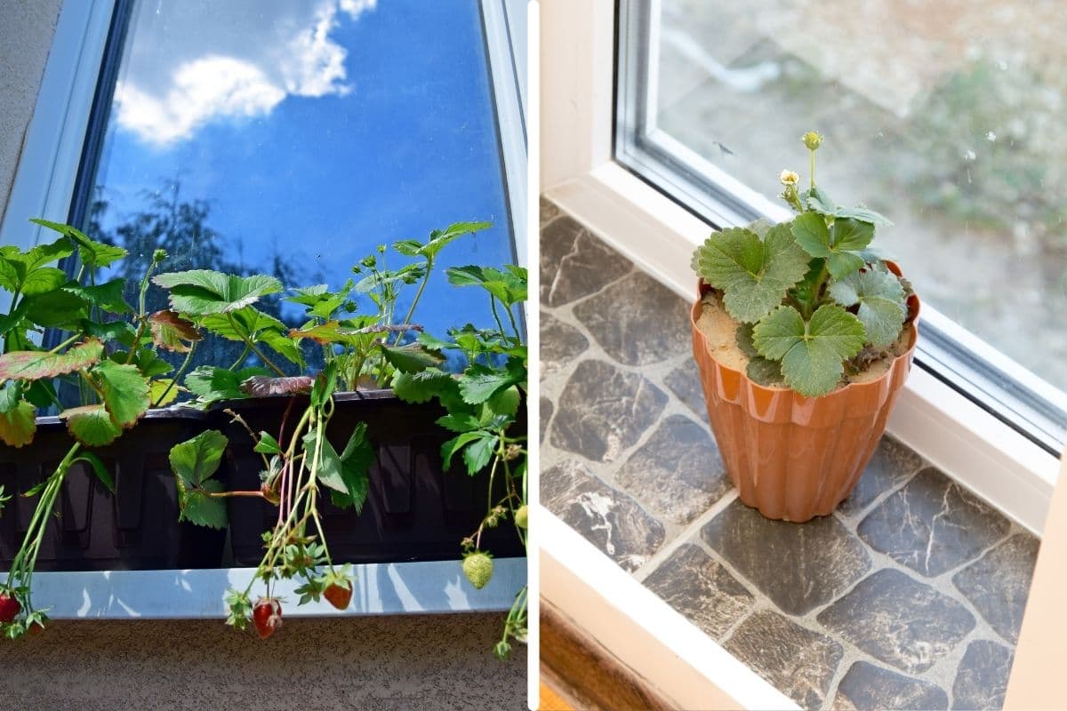 Can You Grow Strawberries On A Windowsill